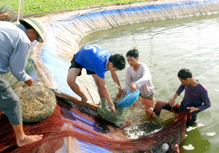 Việt Nam đứng thứ 3 thế giới về sản lượng tôm