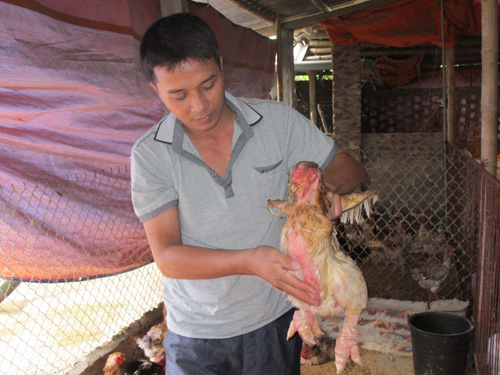 Gà Đông Tảo, hàng 'độc' biếu Tết ảnh 1