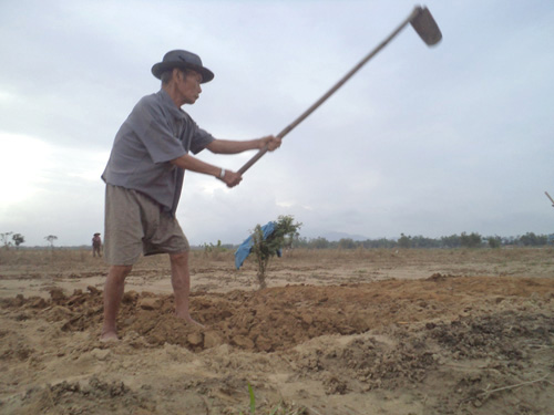 Những lão nông bám bãi bồi ảnh 1