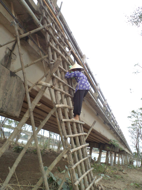 Những lão nông bám bãi bồi ảnh 2