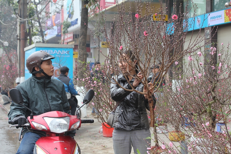 Náo nức đào, quất ảnh 4