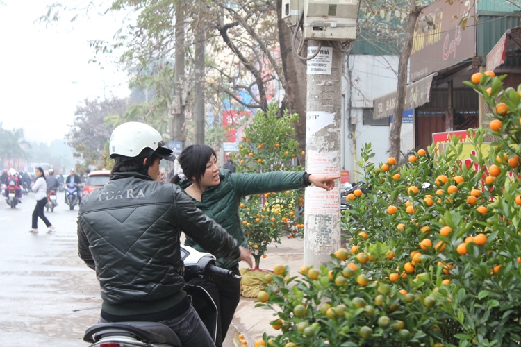 Náo nức đào, quất ảnh 7