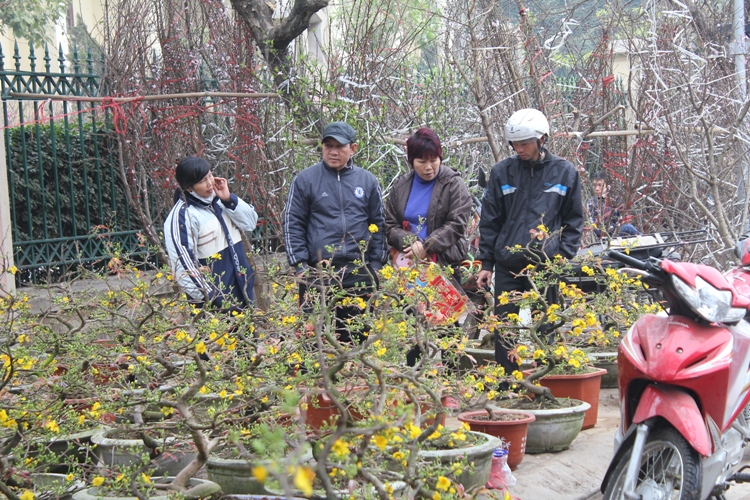 Náo nức đào, quất ảnh 9