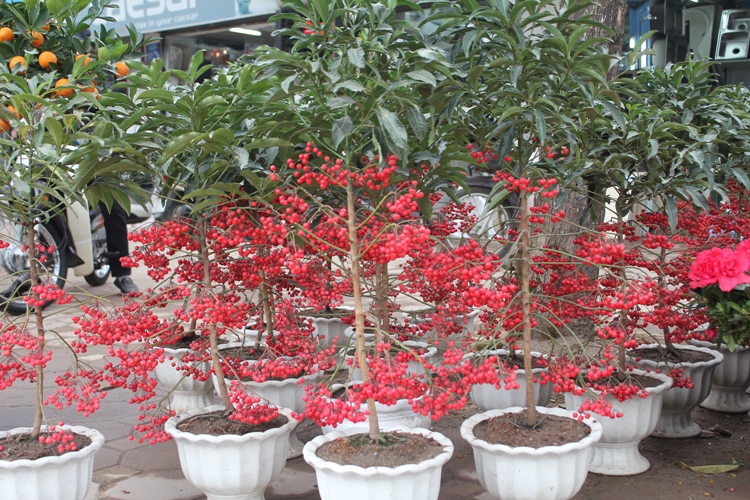 Náo nức đào, quất ảnh 16