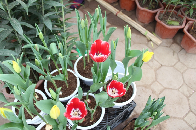 Náo nức đào, quất ảnh 17