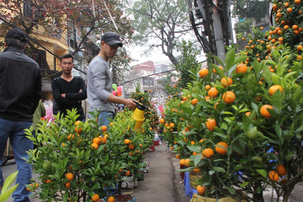Xuân về chợ hoa phố cổ ảnh 9