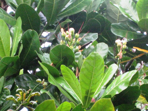 Bàng vuông Trường Sa, nở hoa hồn Tổ quốc ảnh 5