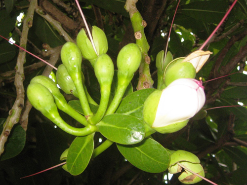 Bàng vuông Trường Sa, nở hoa hồn Tổ quốc ảnh 4