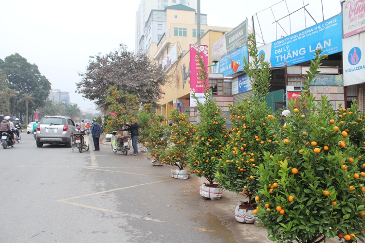 Hoa Tết giảm nhiệt ảnh 3