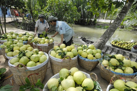 Trà Vinh: Nhà vườn bội thu trái cây bán Tết ảnh 1