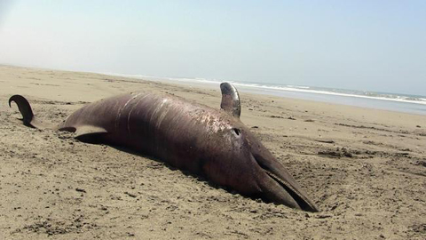 Cá heo chết hàng loạt tại bờ biển Peru