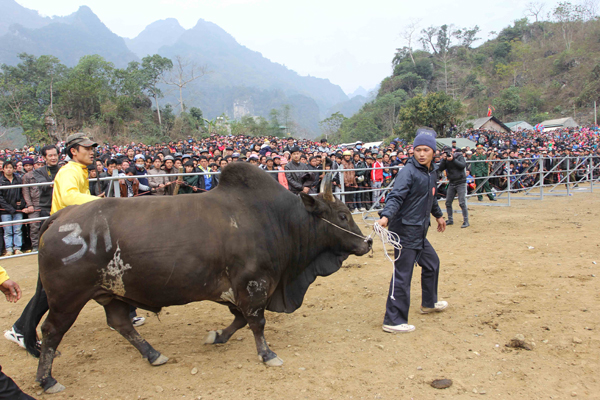 Lễ hội chọi bò u Bảo Lâm ảnh 1