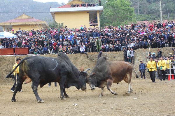 Lễ hội chọi bò u Bảo Lâm ảnh 2