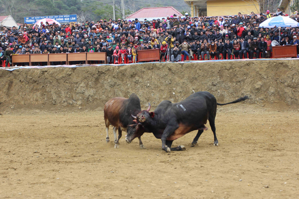 Lễ hội chọi bò u Bảo Lâm ảnh 5