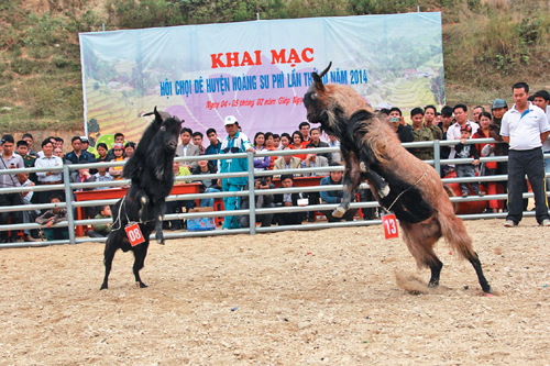 Chọi dê ở Hoàng Su Phì ảnh 3