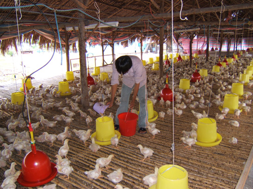 Ưu tiên vốn cho doanh nghiệp bình ổn thị trường ảnh 1