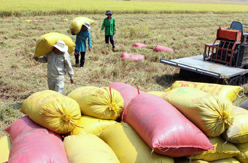 Cần bán 20 tấn nếp !