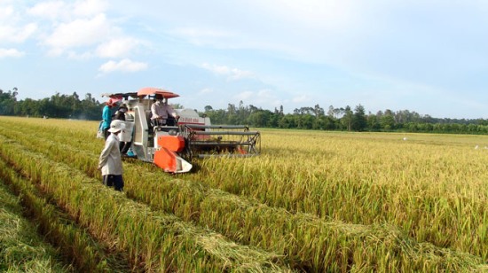 Hiệu quả của mô hình “Cánh đồng lớn” ảnh 2