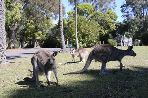Phát hiện cặp kangaroo sinh đôi hiếm có tại Australia ảnh 2