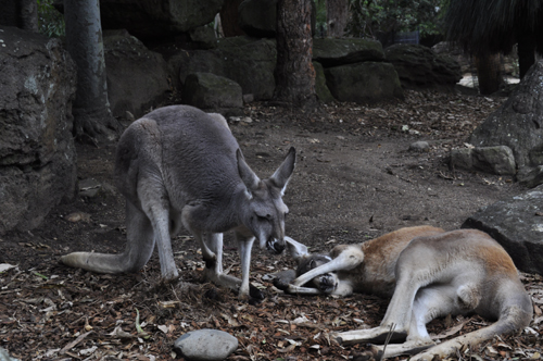 Phát hiện cặp kangaroo sinh đôi hiếm có tại Australia ảnh 3