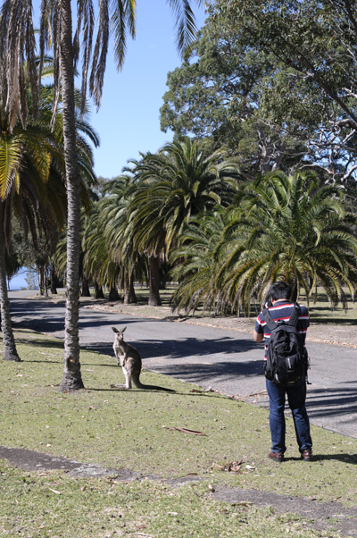 Phát hiện cặp kangaroo sinh đôi hiếm có tại Australia ảnh 4