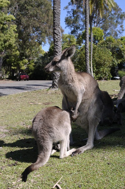 Phát hiện cặp kangaroo sinh đôi hiếm có tại Australia ảnh 5