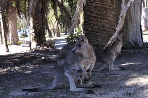 Phát hiện cặp kangaroo sinh đôi hiếm có tại Australia ảnh 6