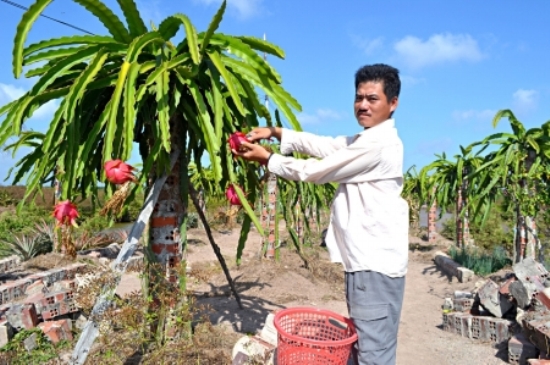 Trồng thanh long ở Cà Mau: Dễ trồng, khó bán ảnh 1