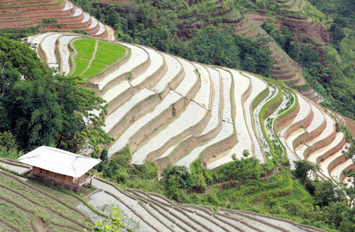 Vẻ đẹp ruộng bậc thang Hoàng Su Phì mùa đổ nước ảnh 6