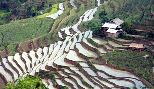 Vẻ đẹp ruộng bậc thang Hoàng Su Phì mùa đổ nước ảnh 8