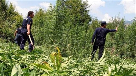 Albania tấn công 'Thủ phủ ma túy châu Âu' ảnh 1