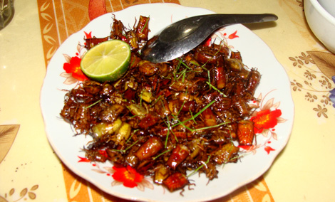 Chết vì ăn bọ xít đen ảnh 1