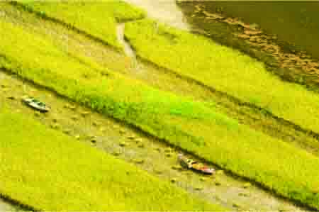 Mùa vàng trên “Hạ Long cạn” ảnh 4