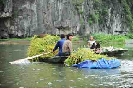 Mùa vàng trên “Hạ Long cạn” ảnh 3