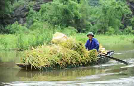 Mùa vàng trên “Hạ Long cạn” ảnh 1