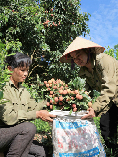 Mùa vải Thanh Hà – Hải Dương ảnh 1
