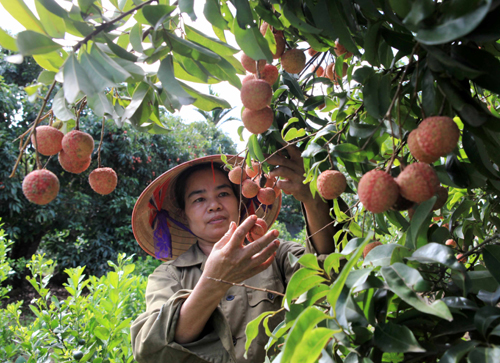 Mùa vải Thanh Hà – Hải Dương ảnh 2