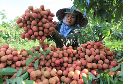 Mùa vải Thanh Hà – Hải Dương ảnh 3