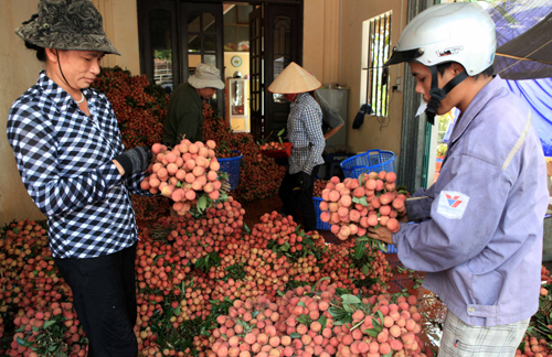 Mùa vải Thanh Hà – Hải Dương ảnh 5