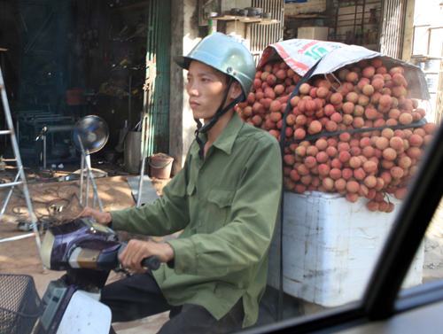 Mùa vải Thanh Hà – Hải Dương ảnh 4