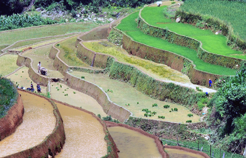 Ruộng bậc thang mùa đổ nước ảnh 2