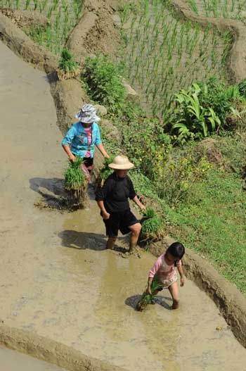 Ruộng bậc thang mùa đổ nước ảnh 3