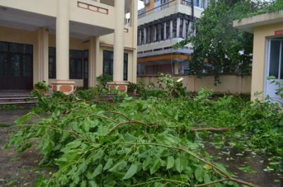Bão số 2 quật đổ cây ở Quảng Ninh ảnh 2