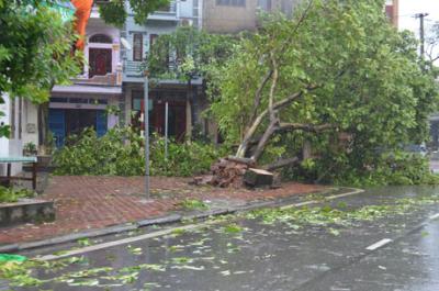 Bão số 2 quật đổ cây ở Quảng Ninh ảnh 4