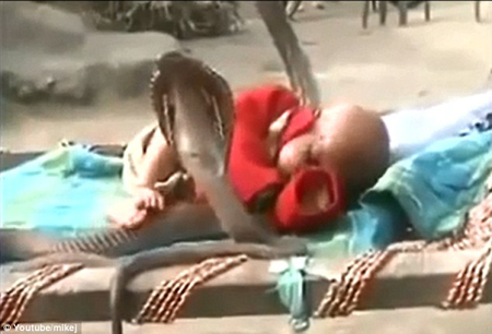 Em bé say ngủ giữa... 4 con rắn hổ mang ảnh 1