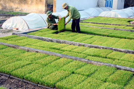 Gỡ khó cho những cánh đồng mẫu lớn ở Phú Thọ ảnh 1