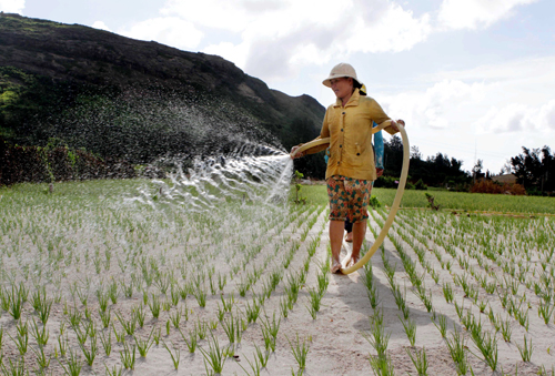 Cánh đồng hành tràn đầy sức sống ở Lý Sơn ảnh 4