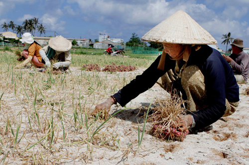 Cánh đồng hành tràn đầy sức sống ở Lý Sơn ảnh 5