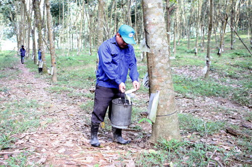 Lâm Đồng khuyến cáo dân không chặt cây cao su