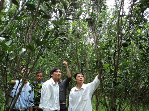 Làm giàu từ mô hình trồng cam ảnh 1